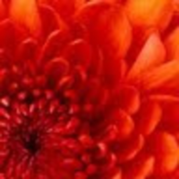 Meet your Posher, Sharise - Picture 1 of 1